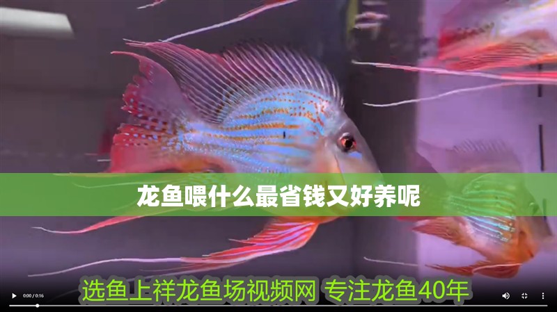 龍魚喂什么最省錢又好養呢 龍魚喂什么最省錢又好養呢 龍魚百科 第2張
