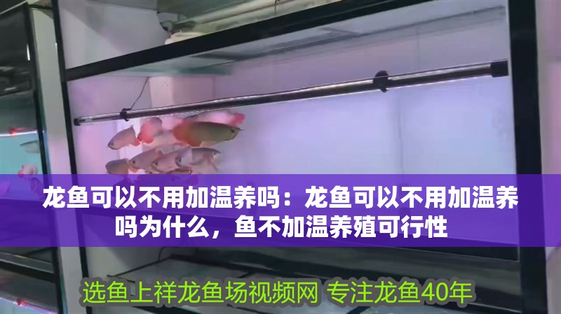 龍魚可以不用加溫養嗎：龍魚可以不用加溫養嗎為什么，魚不加溫養殖可行性 龍魚可以不用加溫養嗎：龍魚可以不用加溫養嗎為什么，魚不加溫養殖可行性 水族問答