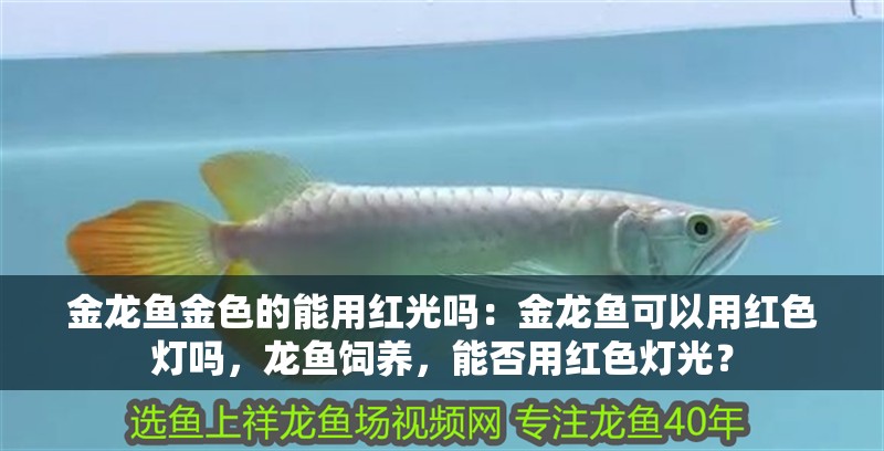 金龍魚金色的能用紅光嗎：金龍魚可以用紅色燈嗎，龍魚飼養，能否用紅色燈光？