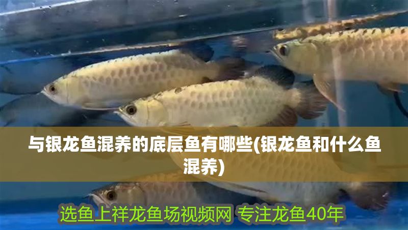 與銀龍魚混養的底層魚有哪些(銀龍魚和什么魚混養)