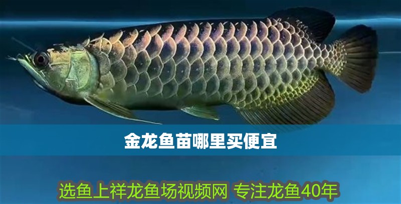 金龍魚(yú)苗哪里買(mǎi)便宜 龍魚(yú)百科 第2張 金龍魚(yú)苗哪里買(mǎi)便宜 金龍魚(yú)苗哪里買(mǎi)便宜 龍魚(yú)百科 第2張