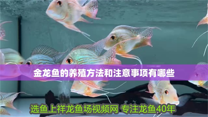 金龍魚的養(yǎng)殖方法和注意事項有哪些