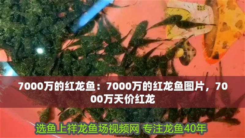 7000萬的紅龍魚：7000萬的紅龍魚圖片，7000萬天價紅龍