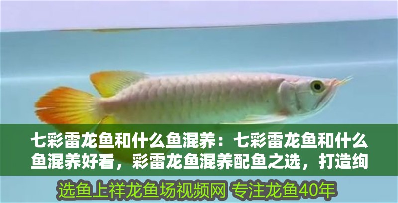 七彩雷龍魚(yú)和什么魚(yú)混養(yǎng)：七彩雷龍魚(yú)和什么魚(yú)混養(yǎng)好看，彩雷龍魚(yú)混養(yǎng)配魚(yú)之選，打造絢麗水