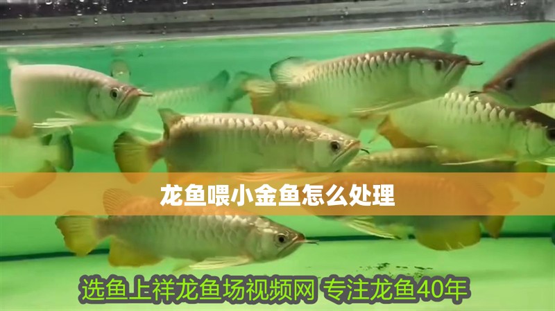 龍魚喂小金魚怎么處理
