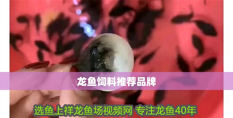 龍魚飼料推薦品牌