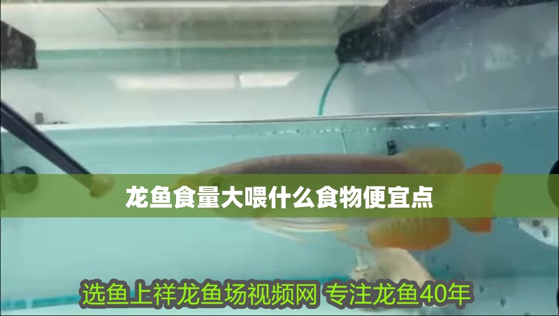 龍魚(yú)食量大喂什么食物便宜點(diǎn)