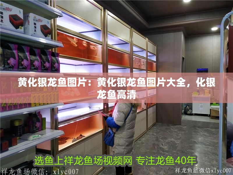 黃化銀龍魚圖片：黃化銀龍魚圖片大全，化銀龍魚高清