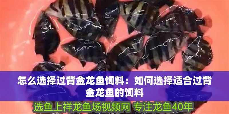 怎么選擇過背金龍魚飼料：如何選擇適合過背金龍魚的飼料 怎么選擇過背金龍魚飼料：如何選擇適合過背金龍魚的飼料 金龍魚百科 第1張