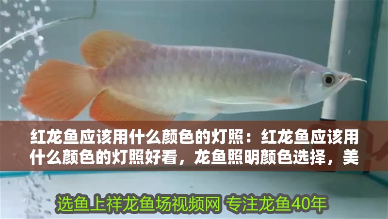 紅龍魚應該用什么顏色的燈照：紅龍魚應該用什么顏色的燈照好看，龍魚照明顏色選擇，美觀與適宜