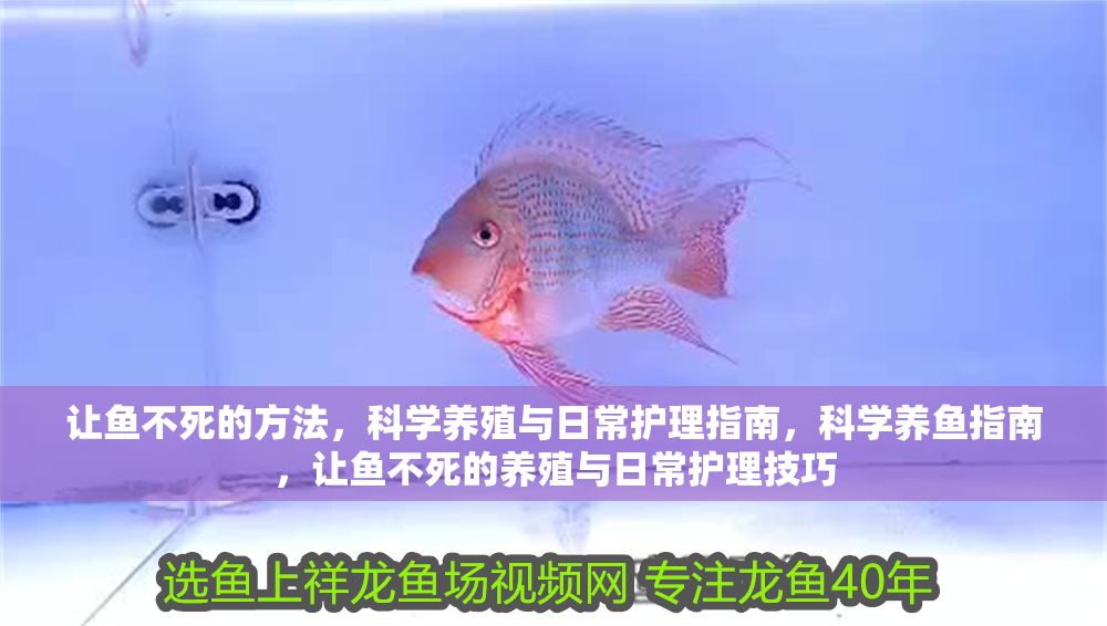 讓魚不死的方法，科學養殖與日常護理指南，科學養魚指南，讓魚不死的養殖與日常護理技巧