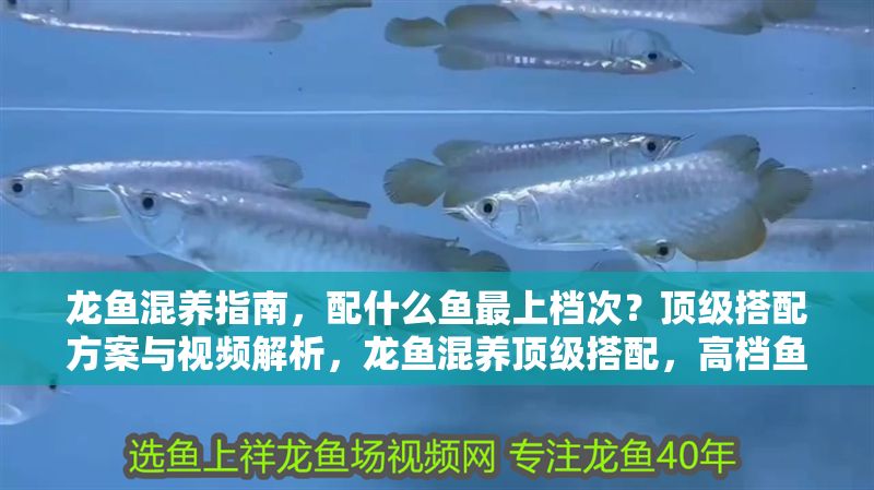 龍魚混養指南，配什么魚最上檔次？頂級搭配方案與視頻解析，龍魚混養頂級搭配，高檔魚種推薦與視頻詳解 龍魚混養指南，配什么魚最上檔次？頂級搭配方案與視頻解析，龍魚混養頂級搭配，高檔魚種推薦與視頻詳解 龍魚百科 第1張