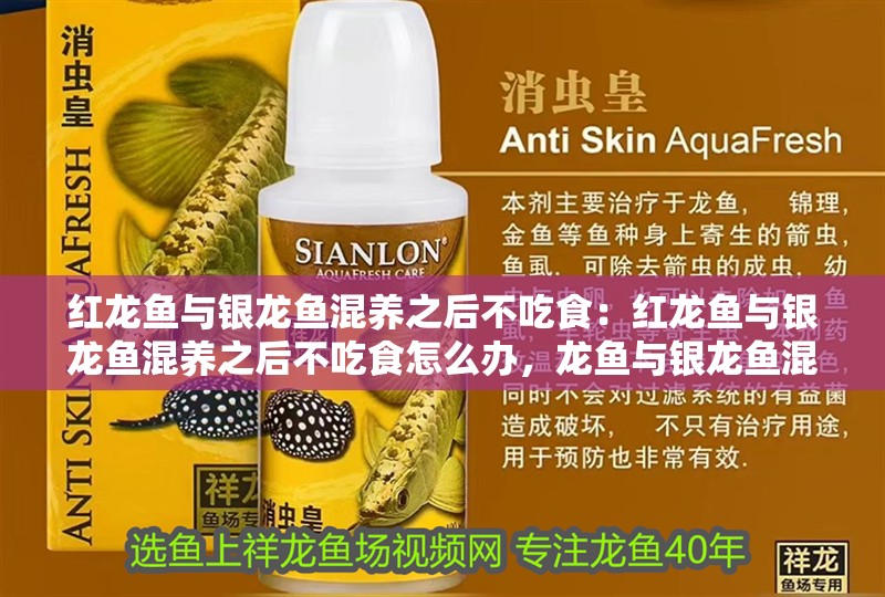 紅龍魚與銀龍魚混養(yǎng)之后不吃食：紅龍魚與銀龍魚混養(yǎng)之后不吃食怎么辦，龍魚與銀龍魚混養(yǎng)后拒食問(wèn)題及解決 紅龍魚與銀龍魚混養(yǎng)之后不吃食：紅龍魚與銀龍魚混養(yǎng)之后不吃食怎么辦，龍魚與銀龍魚混養(yǎng)后拒食問(wèn)題及解決 水族問(wèn)答