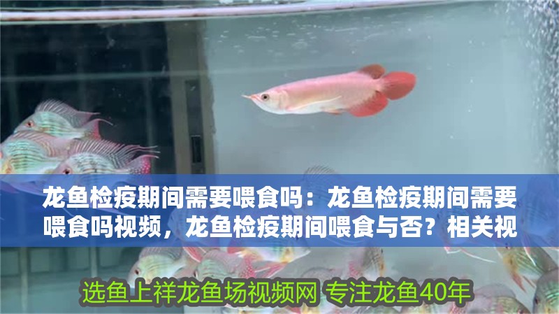龍魚(yú)檢疫期間需要喂食嗎：龍魚(yú)檢疫期間需要喂食嗎視頻，龍魚(yú)檢疫期間喂食與否？相關(guān)視頻 龍魚(yú)檢疫期間需要喂食嗎：龍魚(yú)檢疫期間需要喂食嗎視頻，龍魚(yú)檢疫期間喂食與否？相關(guān)視頻 水族問(wèn)答
