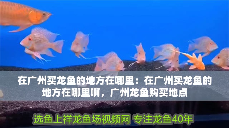 在廣州買龍魚的地方在哪里：在廣州買龍魚的地方在哪里啊，廣州龍魚購(gòu)買地點(diǎn)