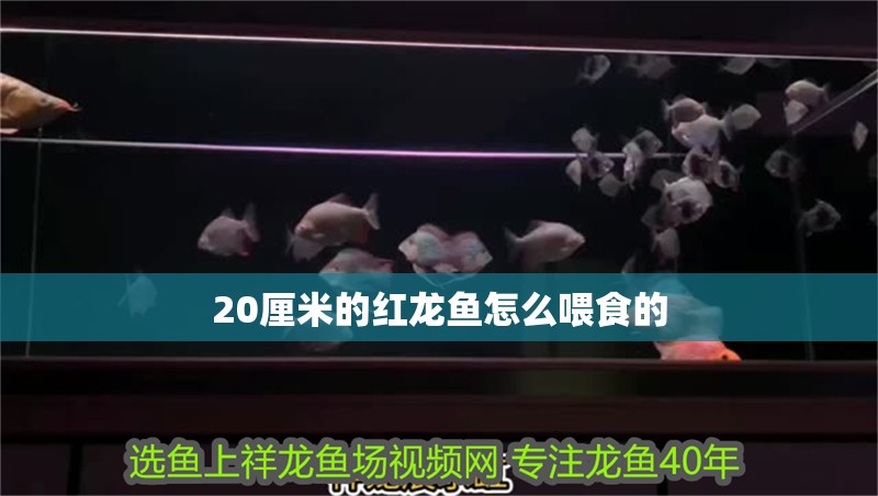 20厘米的紅龍魚怎么喂食的
