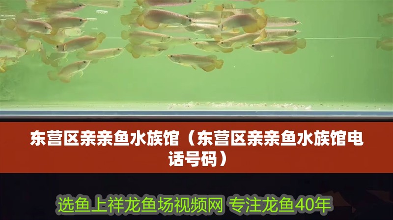 東營區親親魚水族館（東營區親親魚水族館電話號碼）