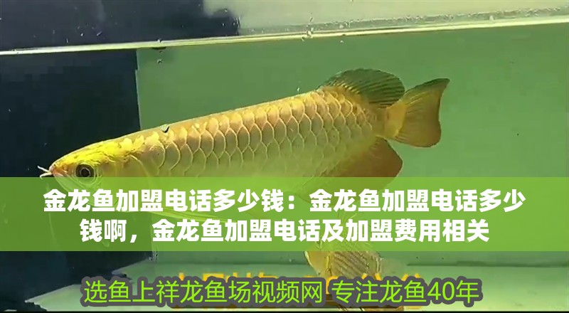 金龍魚加盟電話多少錢：金龍魚加盟電話多少錢啊，金龍魚加盟電話及加盟費用相關 金龍魚加盟電話多少錢：金龍魚加盟電話多少錢啊，金龍魚加盟電話及加盟費用相關 水族問答