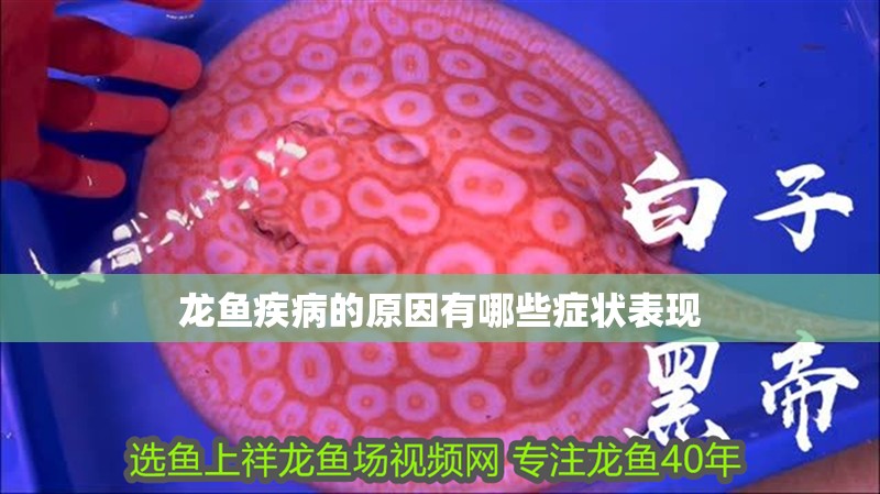 龍魚(yú)疾病的原因有哪些癥狀表現(xiàn)
