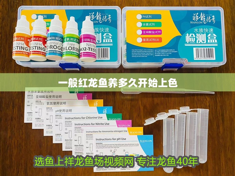 一般紅龍魚養多久開始上色