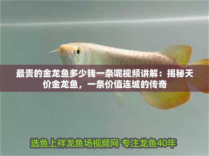 最貴的金龍魚多少錢一條呢視頻講解：揭秘天價金龍魚，一條價值連城的傳奇