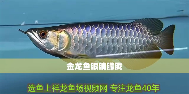 金龍魚眼睛朦朧