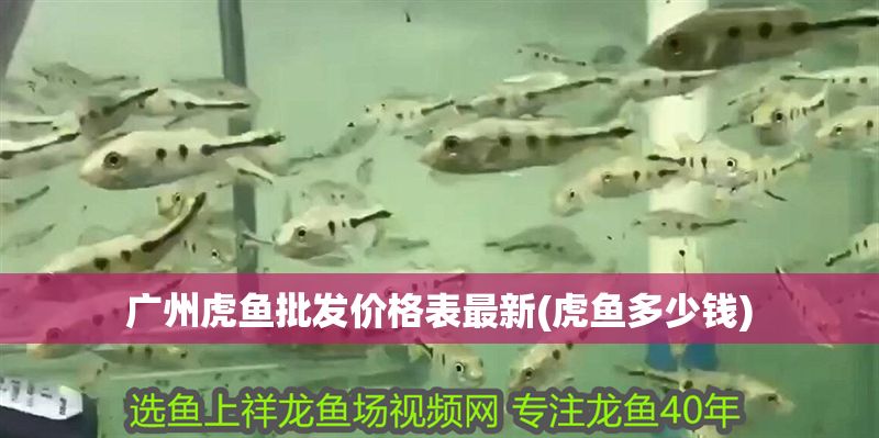 廣州虎魚批發(fā)價(jià)格表最新(虎魚多少錢)
