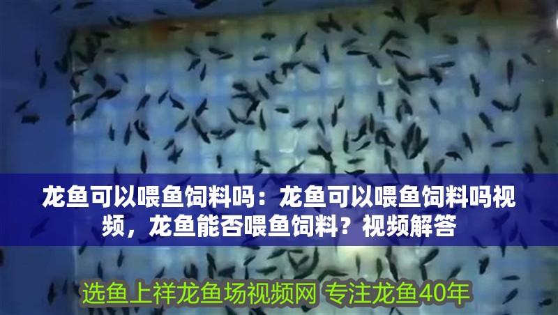 龍魚可以喂魚飼料嗎：龍魚可以喂魚飼料嗎視頻，龍魚能否喂魚飼料？視頻解答