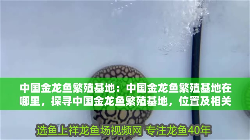 中國金龍魚繁殖基地：中國金龍魚繁殖基地在哪里，探尋中國金龍魚繁殖基地，位置及相關信息全解析