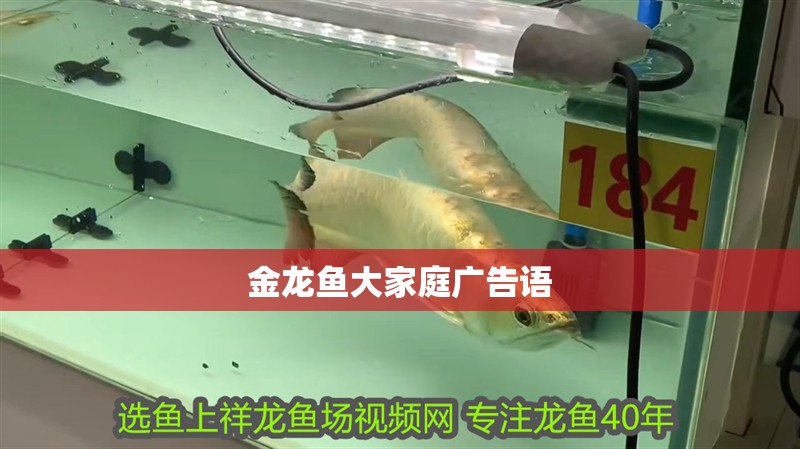 金龍魚大家庭廣告語