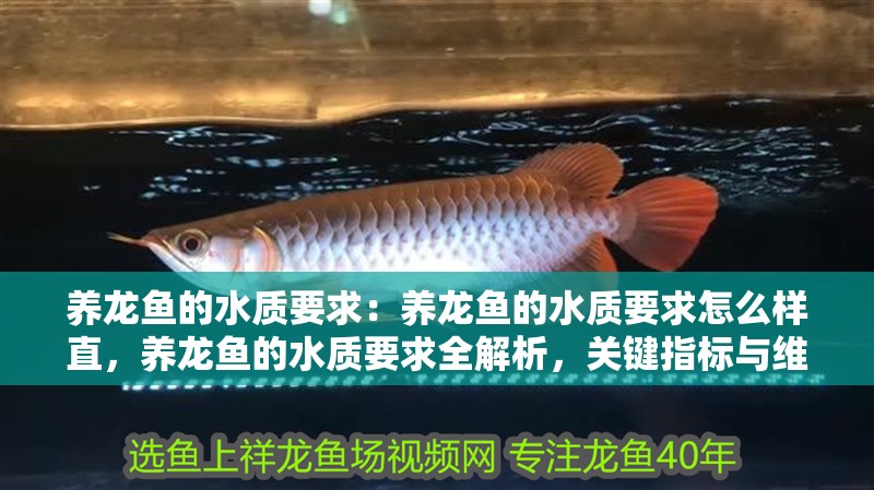 養(yǎng)龍魚的水質(zhì)要求：養(yǎng)龍魚的水質(zhì)要求怎么樣直，養(yǎng)龍魚的水質(zhì)要求全解析，關(guān)鍵指標(biāo)與維護(hù)要點(diǎn)
