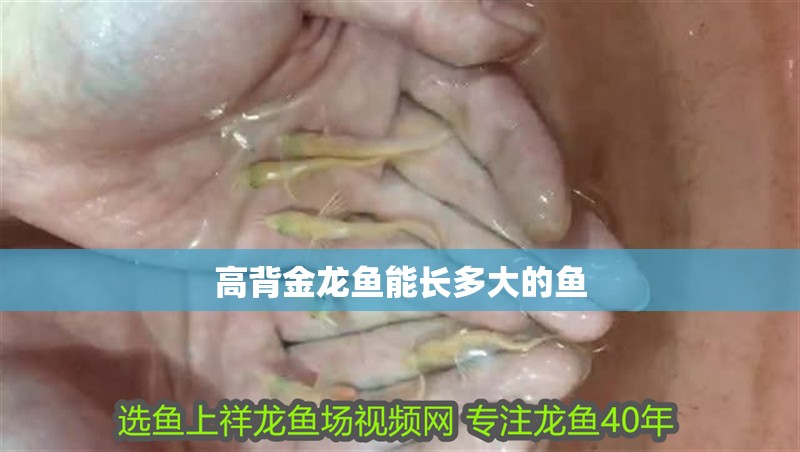 高背金龍魚能長多大的魚