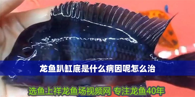 龍魚趴缸底是什么病因呢怎么治 龍魚趴缸底是什么病因呢怎么治 龍魚百科 第2張