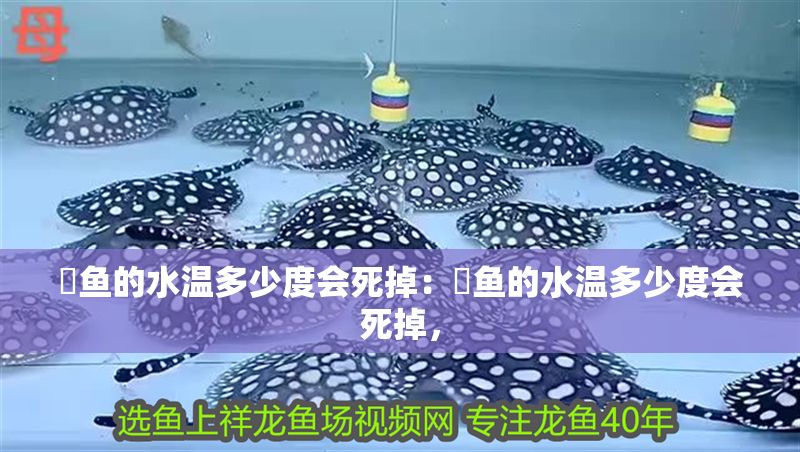 魟魚的水溫多少度會死掉:魟魚的水溫多少度會死掉, 魟魚百科 第2張 魟魚的水溫多少度會死掉:魟魚的水溫多少度會死掉, 魟魚的水溫多少度會死掉:魟魚的水溫多少度會死掉, 魟魚百科 第2張