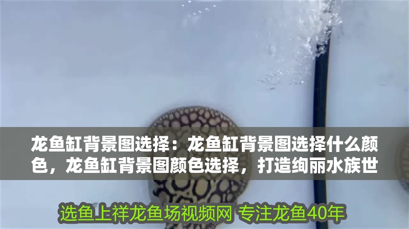 龍魚缸背景圖選擇：龍魚缸背景圖選擇什么顏色，龍魚缸背景圖顏色選擇，打造絢麗水族世界的關(guān)鍵