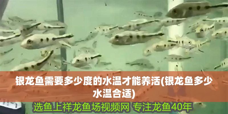 銀龍魚需要多少度的水溫才能養活(銀龍魚多少水溫合適) 銀龍魚需要多少度的水溫才能養活(銀龍魚多少水溫合適) 銀龍魚百科 第1張