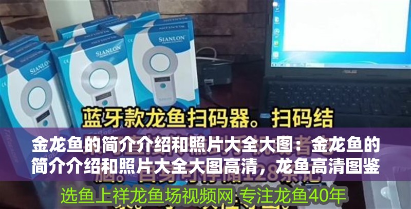 金龍魚的簡介介紹和照片大全大圖：金龍魚的簡介介紹和照片大全大圖高清，龍魚高清圖鑒，品種詳解與絕美攝影大賞 金龍魚的簡介介紹和照片大全大圖：金龍魚的簡介介紹和照片大全大圖高清，龍魚高清圖鑒，品種詳解與絕美攝影大賞 水族問答