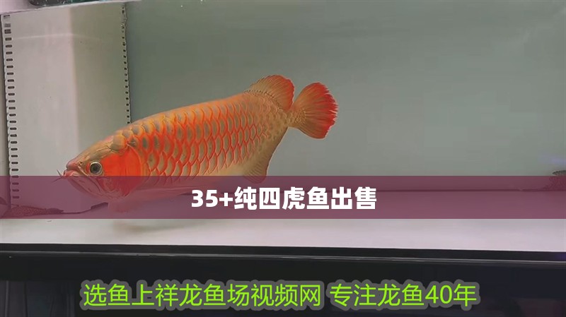 35+純四虎魚出售 35+純四虎魚出售 虎魚百科