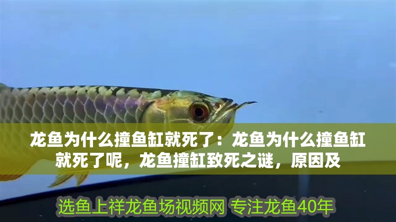 龍魚為什么撞魚缸就死了：龍魚為什么撞魚缸就死了呢，龍魚撞缸致死之謎，原因及