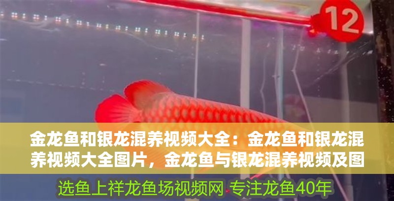 金龍魚和銀龍混養(yǎng)視頻大全：金龍魚和銀龍混養(yǎng)視頻大全圖片，金龍魚與銀龍混養(yǎng)視頻及圖片全解析