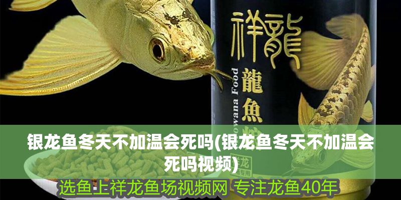 銀龍魚冬天不加溫會(huì)死嗎(銀龍魚冬天不加溫會(huì)死嗎視頻) 銀龍魚百科 第1張 銀龍魚冬天不加溫會(huì)死嗎(銀龍魚冬天不加溫會(huì)死嗎視頻) 銀龍魚冬天不加溫會(huì)死嗎(銀龍魚冬天不加溫會(huì)死嗎視頻) 銀龍魚百科 第1張