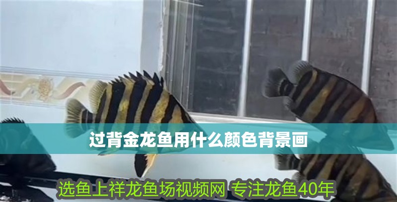過背金龍魚用什么顏色背景畫