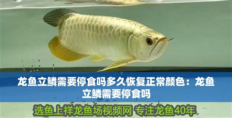 龍魚立鱗需要停食嗎多久恢復(fù)正常顏色：龍魚立鱗需要停食嗎