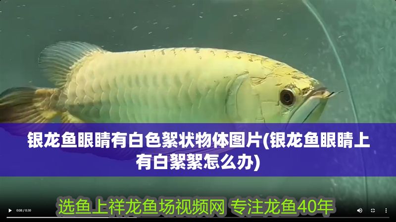 銀龍魚(yú)眼睛有白色絮狀物體圖片(銀龍魚(yú)眼睛上有白絮絮怎么辦)