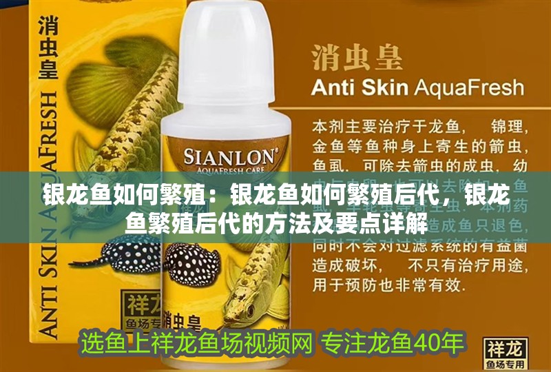 銀龍魚如何繁殖：銀龍魚如何繁殖后代，銀龍魚繁殖后代的方法及要點詳解