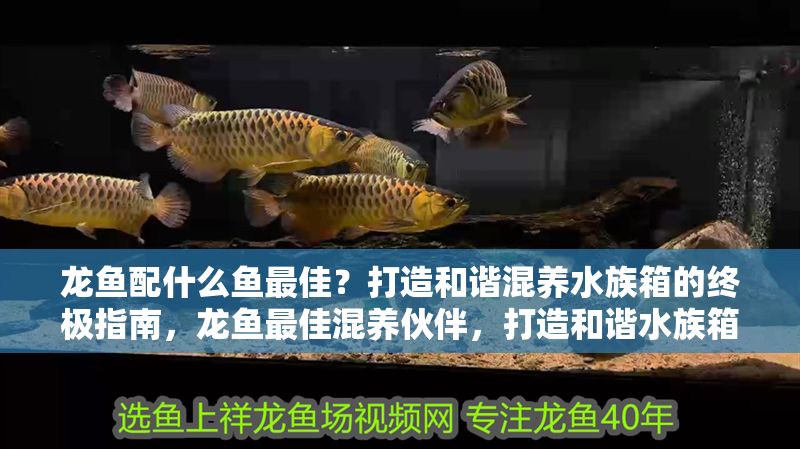龍魚配什么魚最佳？打造和諧混養水族箱的終極指南，龍魚最佳混養伙伴，打造和諧水族箱的終極指南