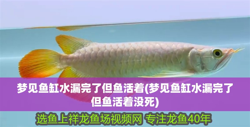 紅龍魚用黃燈烤有用嗎 夢見魚缸水漏完了但魚活著(夢見魚缸水漏完了但魚活著沒死) 銀龍魚百科 夢見魚缸水漏完了但魚活著(夢見魚缸水漏完了但魚活著沒死) 夢見魚缸水漏完了但魚活著(夢見魚缸水漏完了但魚活著沒死) 銀龍魚百科