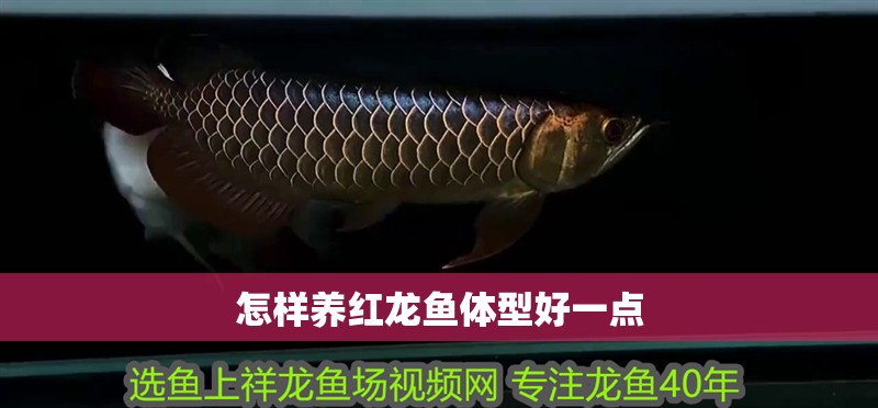 怎樣養(yǎng)紅龍魚體型好一點