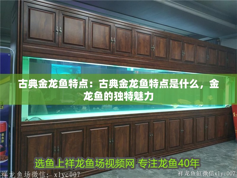 古典金龍魚特點：古典金龍魚特點是什么，金龍魚的獨特魅力 古典金龍魚特點：古典金龍魚特點是什么，金龍魚的獨特魅力 水族問答
