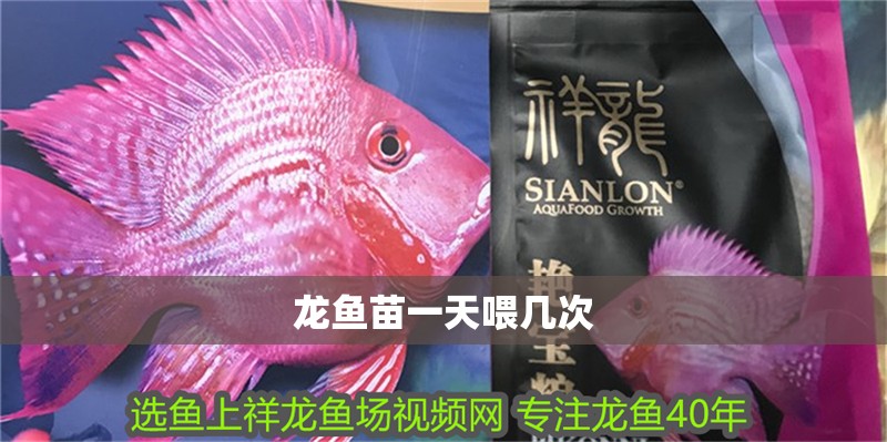 龍魚苗一天喂幾次 龍魚苗一天喂幾次 龍魚百科